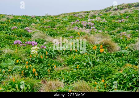 Les fleurs d'Anisotome latifolia rose (Carrot de l'île Campbell) et de Bulbinella rossii jaune, communément appelées nénuphars de Ross (mégaherb sous-antarctique), sur Le Ca Banque D'Images