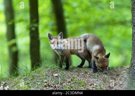 Red Fox kits jouer à la den / Vulpes vulpes Banque D'Images