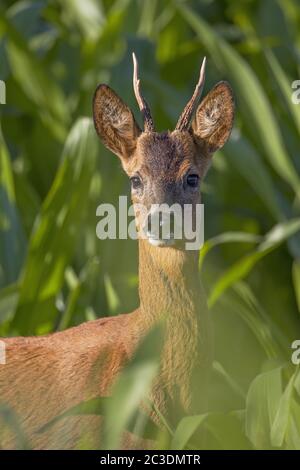 Roe Deer yearling dans un champ de maïs - (Roe Deer européen - Roe Deer occidental) Banque D'Images