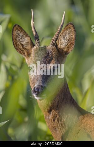 ROE Deer yearling dans un champ de maïs Banque D'Images