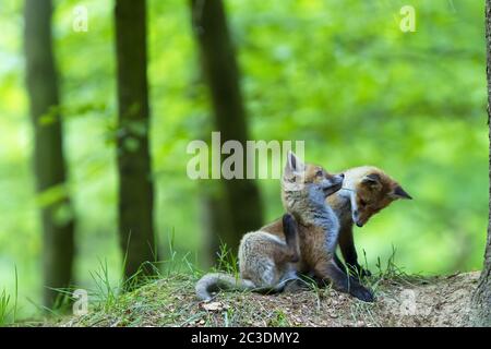 Red Fox kits jouer à la den / Vulpes vulpes Banque D'Images