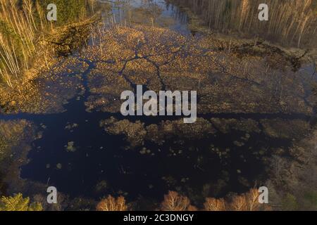 Vue sur les drones et les marais entourés de forêt au printemps en soirée Banque D'Images