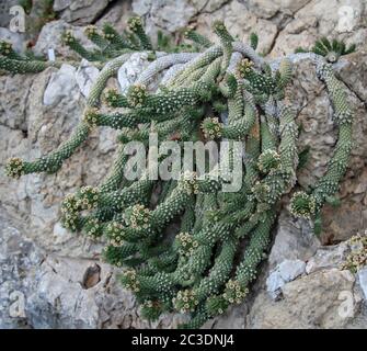 Cactus dans un environnement méditerranéen dans lequel ils sont adaptés de façon optimale Banque D'Images