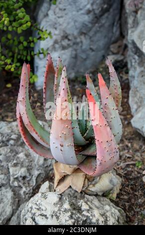 Cactus dans un environnement méditerranéen dans lequel ils sont adaptés de façon optimale Banque D'Images