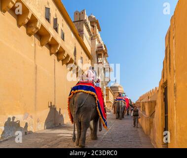 Des promenades à dos d'éléphant sur le chemin jusqu'au fort Amber, Jaipur, Rajasthan, Inde Banque D'Images