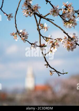 Arbre de fleurs d'amande avec église d'un village à l'arrière Banque D'Images