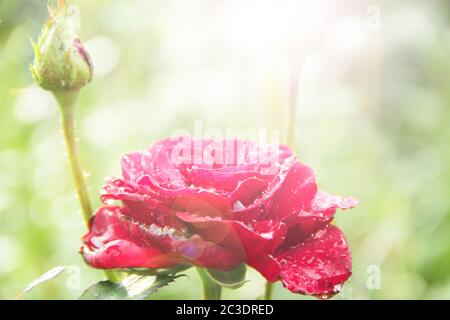 Rose rouge dans le jardin avec des lumières solaires sur fond vert flou. Copier l'espace avec un arrière-plan naturel Banque D'Images