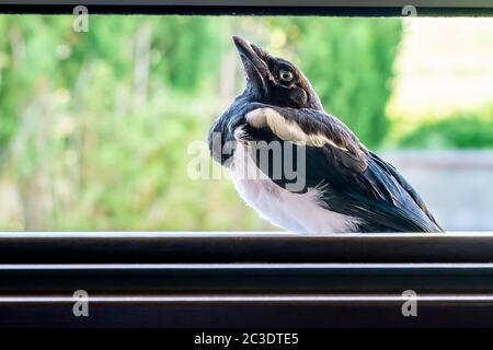 Gros plan portrait d'une magpie face à l'intérieur d'une fenêtre d'une maison Banque D'Images