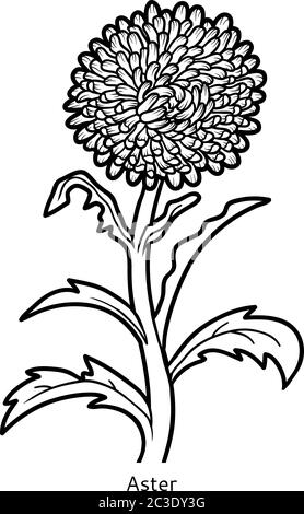 Livre de coloriage pour enfants, Aster de fleur Illustration de Vecteur