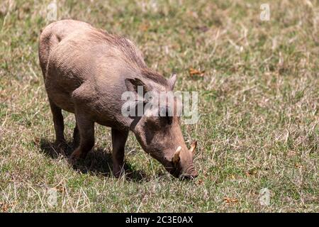 Warthog à Bale Mountain, Éthiopie Banque D'Images