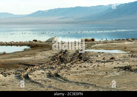 Tire suit la terre sur la rive du lac Walker, Nevada, États-Unis Banque D'Images