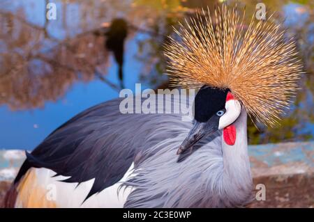 Grue couronnée - Balearia Regulorum , également connu sous le nom de grue africaine. Banque D'Images