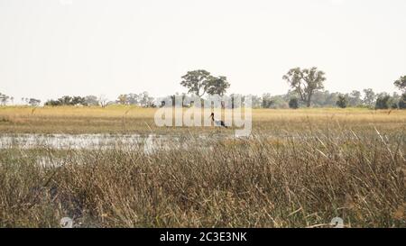 Éléphants pendant un safari sur le delta de l'Okavango au Botswana. Banque D'Images