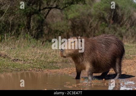 Portrait de capybara (pâturage hydrochoerus hydrochaeris) dans le parc national El Palmar, entre Rios. Argentine. Le capybara est le plus grand rongeur de la Banque D'Images