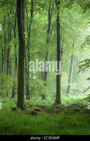 Un bois de hêtre brumeux en été à Stockhill Wood dans les collines de Mendip, Somerset, Angleterre. Banque D'Images