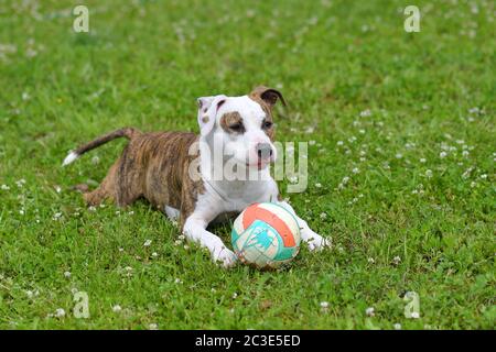 Le chien est sur l'herbe avec une balle dans le jardin d'été. American staffordshire terrier Outdoors, Happy and Healthy animaux concept Banque D'Images