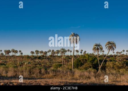 Magnifique paysage du parc national d'El Palmar en Argentine avec palmiers yatay Banque D'Images