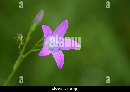 Fleur en cloche bleue sur fond vert flou. Fleurs sauvages sur la prairie d'été Banque D'Images