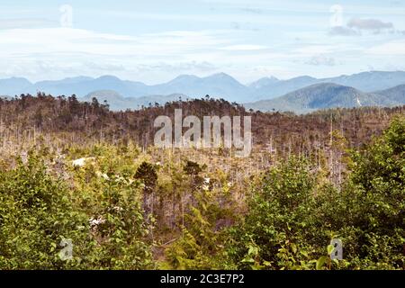 Forêt de tourbières de sphagnum, ancienne croissance conifères, dans la forêt tropicale de Great Bear, près de Bella Bella, région de la côte centrale de la Colombie-Britannique, Canada Banque D'Images