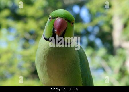 Gros plan Portrait d'un Parakeet à anneaux roses mâle Banque D'Images