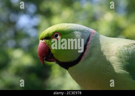 Gros plan Portrait d'un Parakeet à anneaux roses mâle Banque D'Images