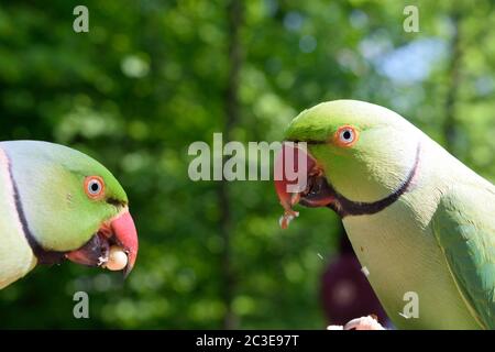Deux Parakeets mâles à anneaux roses Eating Peanuts Banque D'Images