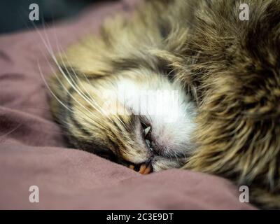 Photo de la gamme proche de mignon sommeil chat museau avec fangs accrochées Banque D'Images