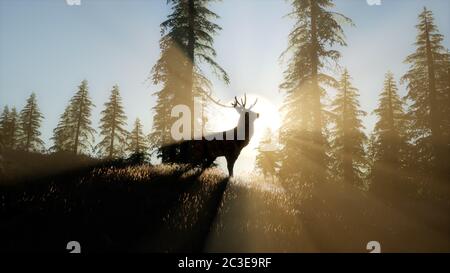 Deer mâle en forêt au coucher du soleil Banque D'Images