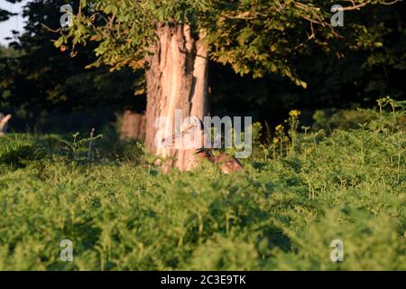 Un Jackdaw assis sur un Red Deer caché parmi les Ferns Banque D'Images