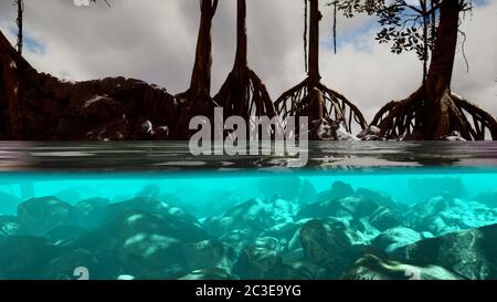 Au-dessus et en dessous de la surface de la mer, près des mangroves Banque D'Images