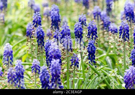 Fleurs bleues de l'usine Muscari de Mouse hyacinthe Banque D'Images