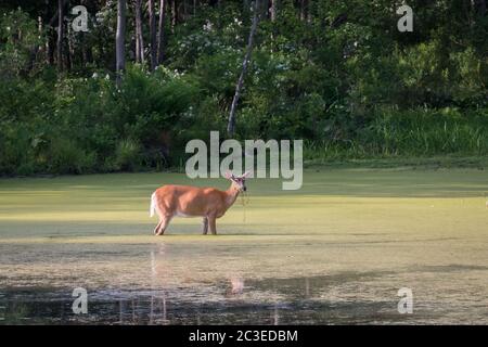 Une vue éloignée d'un cerf de Virginie qui se délasse dans une tourbière avec des herbes suspendues de sa bouche dans le parc national Francis Slocum, Pennsylvanie, États-Unis Banque D'Images