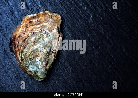 Huîtres crues sur la surface de la pierre Banque D'Images