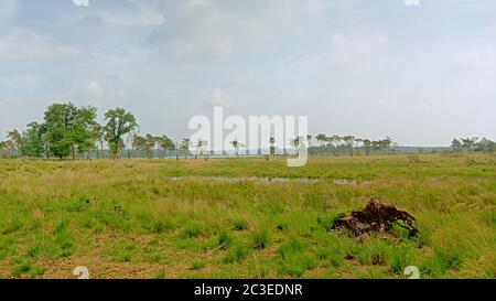 Kalmthout Heath paysage avec des birches et des pins sur un ciel nuageux, Flandre, Belgique Banque D'Images