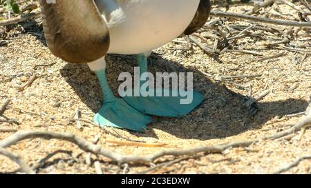 Extreme close up des pieds d'un fou à pieds bleus dans le galalagos islands Banque D'Images