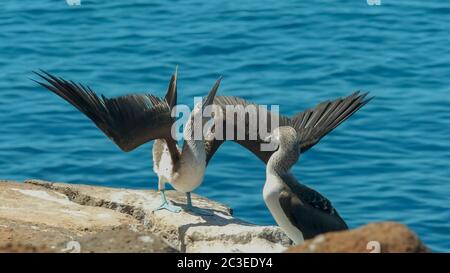 Un fou à pieds bleus les pieds de levage sur isla nth seymour dans le galalagos Banque D'Images