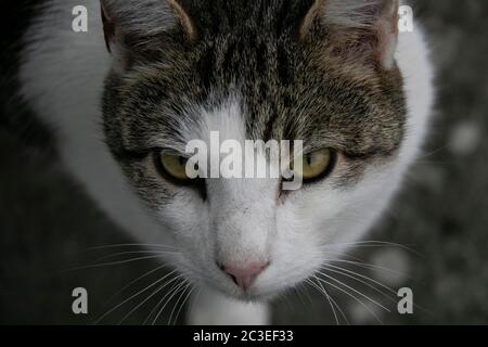 Chat Banque D'Images
