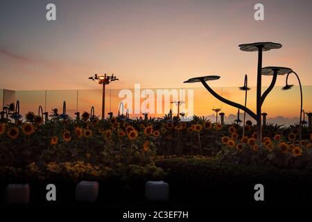 Singapour. Mars 2019. Jardin de tournesol à l'aéroport de Changi au lever du soleil Banque D'Images