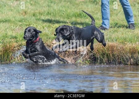 Deux Labradors noirs pedigree sautant dans l'eau Banque D'Images