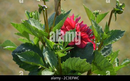 Une belle fleur rouge avec des feuilles vertes est en fleurs avec un arrière-plan flou agréable. Banque D'Images