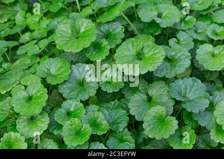 Gotu Kola 'Centella asiatica', qui grandit en serre, originaire des zones humides d'Asie. Banque D'Images