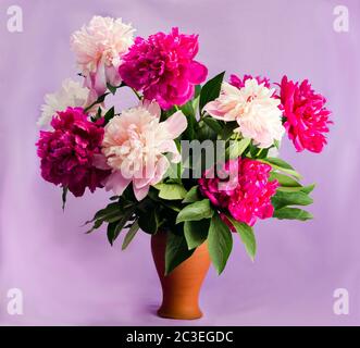 bouquet de neuf pivoines bordeaux, rose tendre et blanc dans un vase en terre cuite sur fond violet doux, carte postale, Banque D'Images