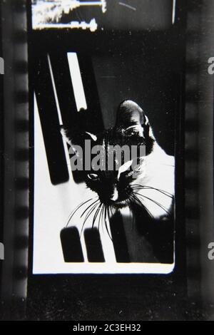 Chat Possede Photo Stock Alamy Chat Possede Photo Stock Alamy