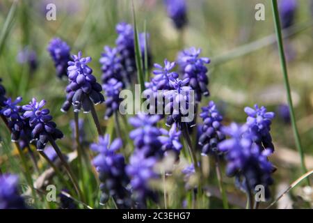 La jacinthe de raisin, Muscari armeniacum, est une ampoule à fleurs de printemps avec des fleurs bleues qui ressemblent à de minuscules petits pains de raisins. Banque D'Images