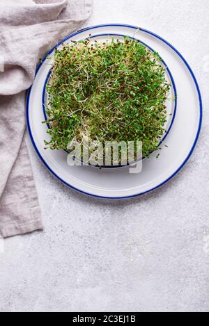 Germes de luzerne Microgreen. Une alimentation saine Banque D'Images