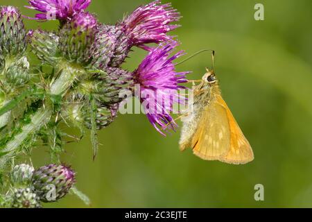 Grand papillon de l'hespérie - Ochlodes venata, sous le chardon de marais - Cirsium palustre Banque D'Images