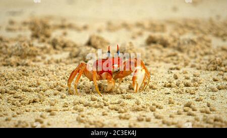 Le crabe fantôme sur la plage au Ile San Cristobal de Galápagos Banque D'Images