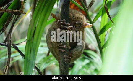 Tarsier animal sur une petite branche dans la forêt tropicale de Bohol, Philippines. Banque D'Images