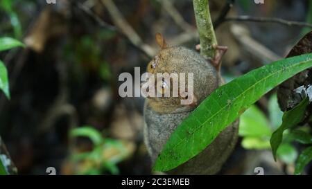 Tarsier animal sur une petite branche dans la forêt tropicale de Bohol, Philippines. Banque D'Images