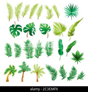Feuilles de palmier tropicales, feuilles de jungle, feuilles fractionnées, feuilles de philodendron, isolées sur fond blanc Illustration de Vecteur